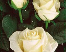 Открытка с белыми розами