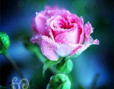 Роза самой красивой