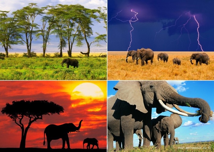 Слоноуин - Всемирный день слонов - 30 ноября