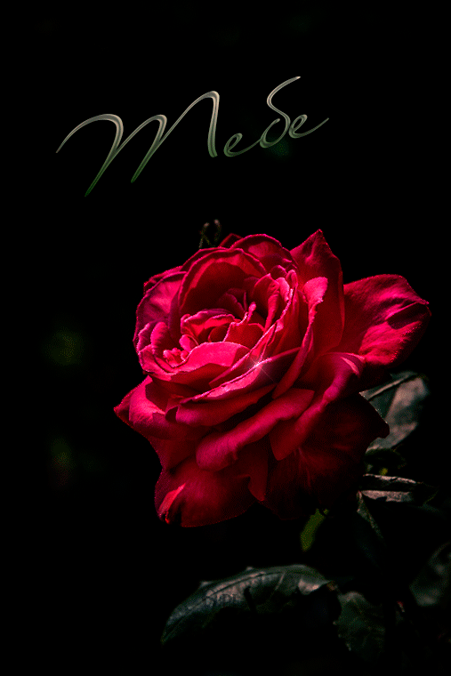 Красивая живая роза для тебя~Розы