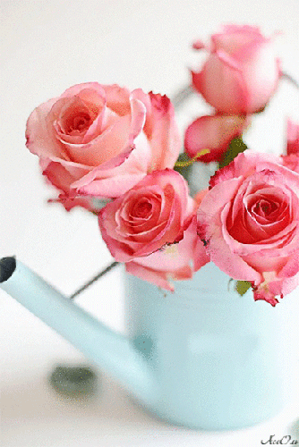 Бутоны роз~Розы
