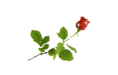 Бутон Роза~Розы
