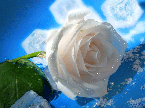 Белый бутон розы~Красивые цветы