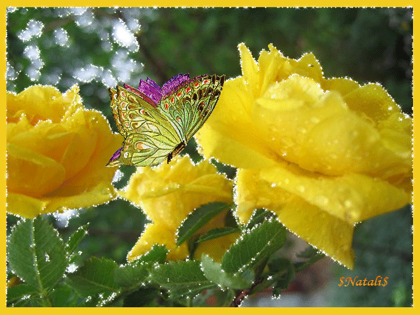 Желтые розы~Красивые цветы