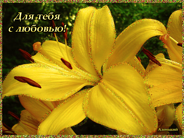 Желтые лилии~Красивые цветы