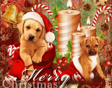 Прикольная открытка с Новым Годом Собаки