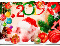 С новым годом свиньи