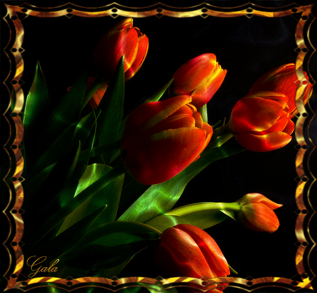 Добрый вечер гифки весенние мерцающие. Вечер тюльпаны. Живые тюльпаны. Анимационные тюльпаны. Тюльпаны анимация.