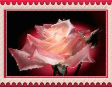 Гиф открытка Розы