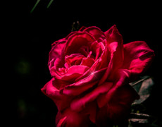 Красивая живая роза для тебя