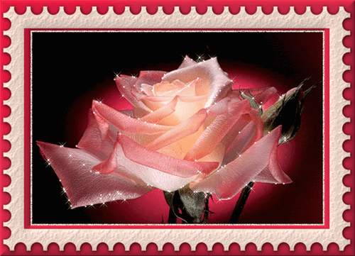 Гиф картинка Красивая роза