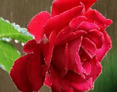 Картинка роза под дождем