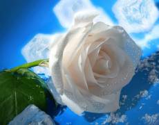 Белый бутон розы