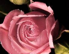 Розовая роза картинка