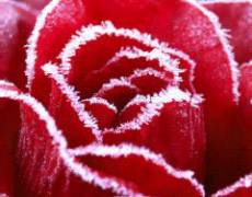 Открытка Зимняя роза
