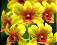 Душа орхидеи