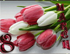 С 8 марта красно белые тюльпаны